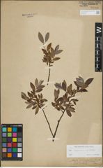 Foto von Salix lapponum L. x Salix myrtilloides L.